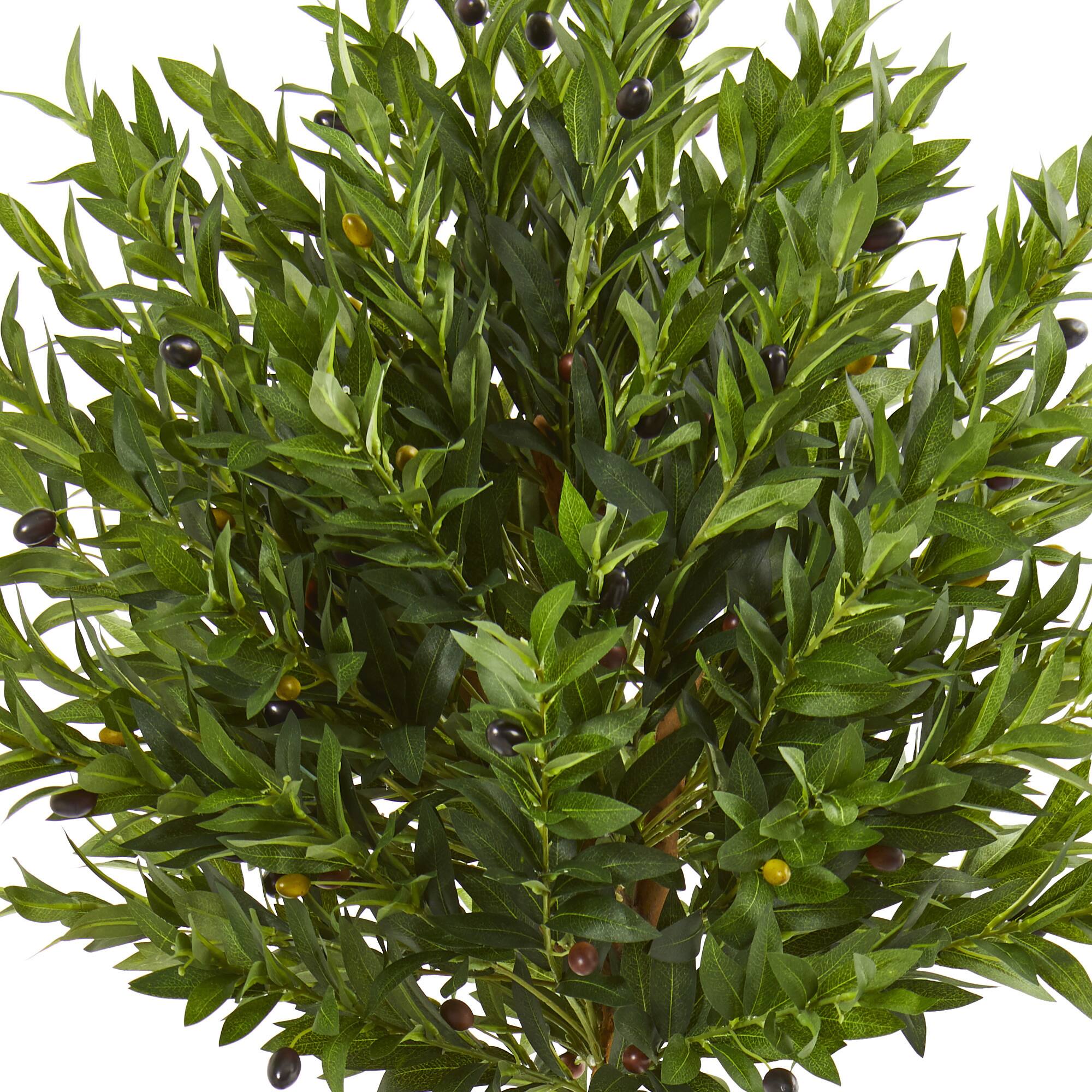 5ft. Olive Topiary Tree in Terra Cotta Planter